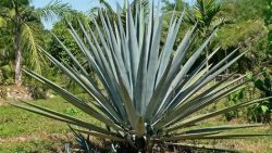 Gin-, Rum- und Tequila-Tastings